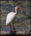 _6SB2180 white ibis